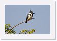 09-013 * Amazon Kingfisher * Amazon Kingfisher